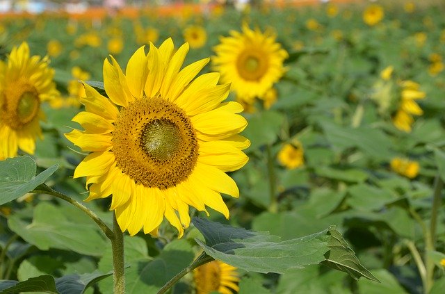 Descărcare gratuită Plantă naturală de floarea soarelui - fotografie sau imagini gratuite pentru a fi editate cu editorul de imagini online GIMP