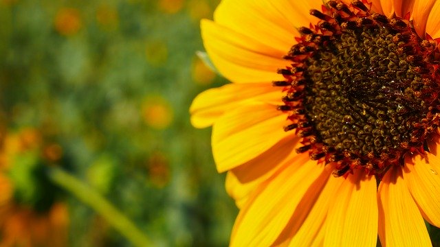 Kostenloser Download Sunflower Nature - kostenloses Foto oder Bild zur Bearbeitung mit GIMP Online-Bildbearbeitung