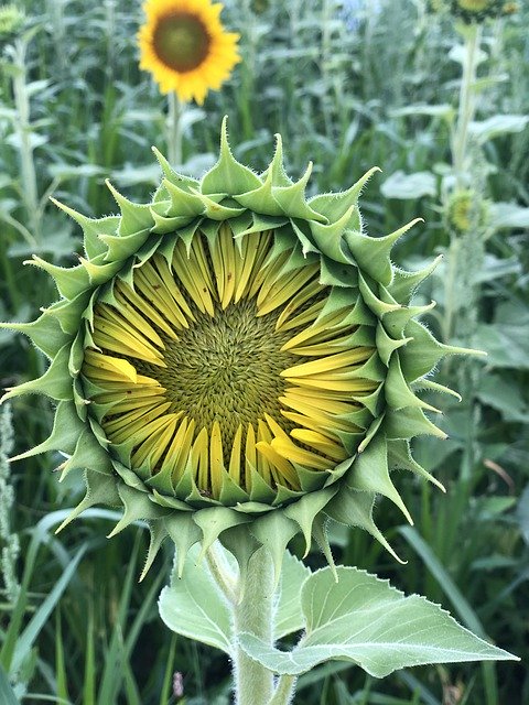 Free download Sunflower Nature Bloom -  free photo or picture to be edited with GIMP online image editor