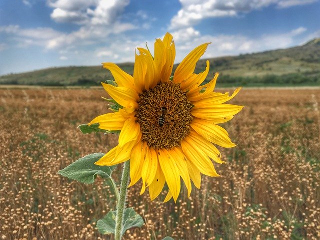 Free download Sunflower Nature Field -  free photo or picture to be edited with GIMP online image editor