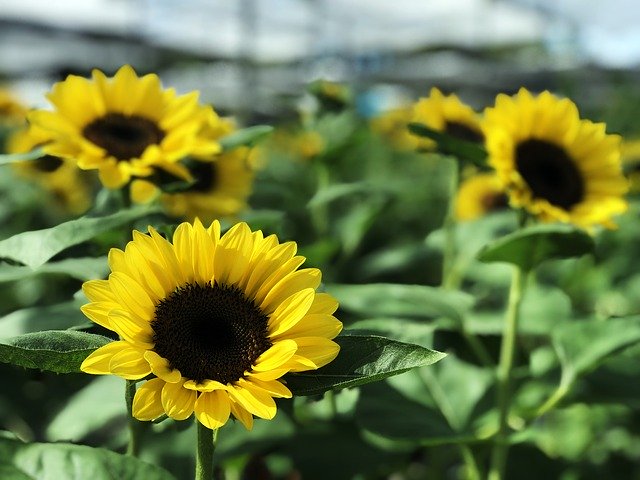 قم بتنزيل Sunflower Nature Flowers - صورة مجانية أو صورة مجانية ليتم تحريرها باستخدام محرر الصور عبر الإنترنت GIMP