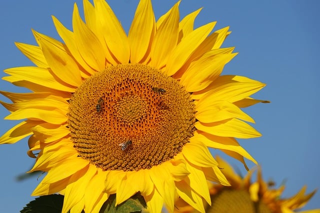 Free download sunflower nature flower yellow free picture to be edited with GIMP free online image editor