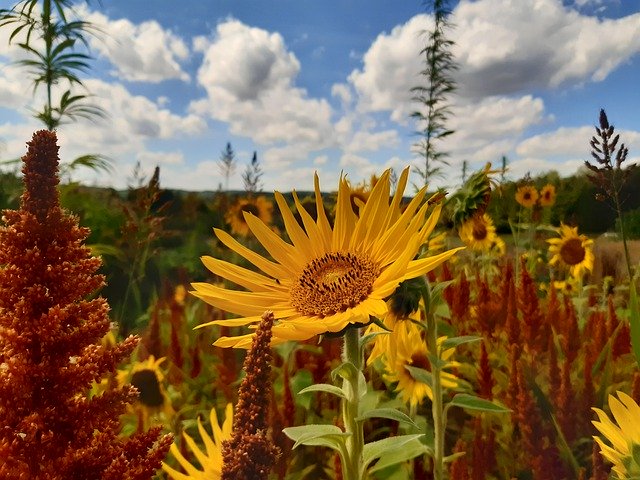 Download gratuito di Sunflower Nature Garden: foto o immagini gratuite da modificare con l'editor di immagini online GIMP