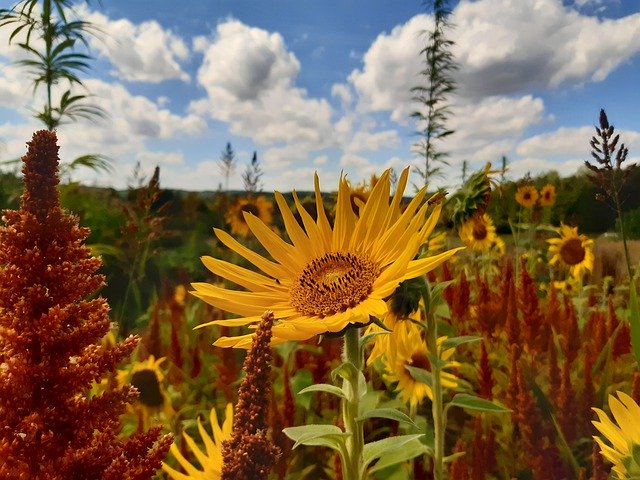 Free download Sunflower Nature Garden -  free photo or picture to be edited with GIMP online image editor