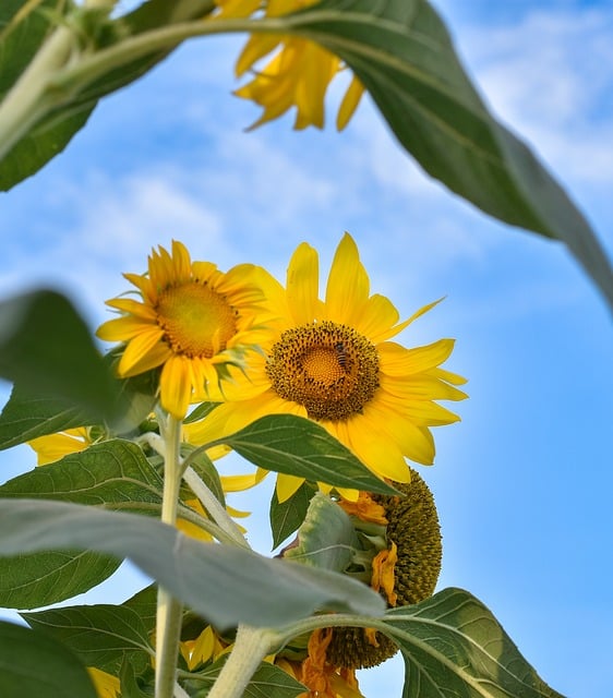 Free download sunflower nature landscape sky bee free picture to be edited with GIMP free online image editor