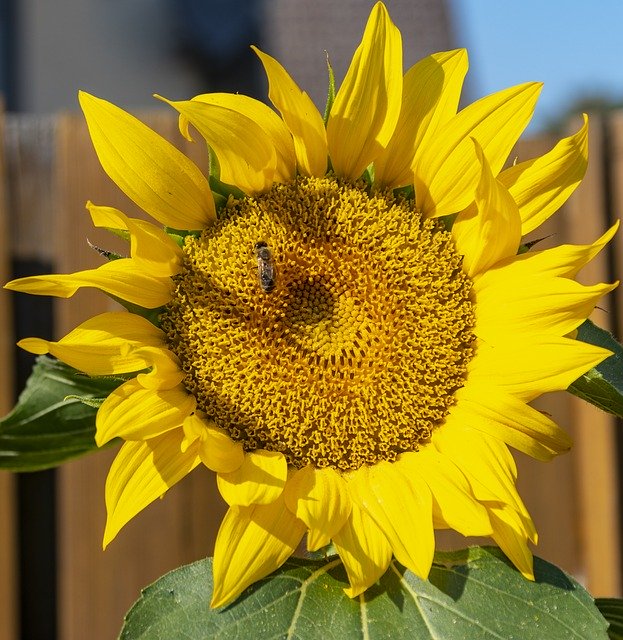 Gratis download Sunflower Nature Yellow - gratis gratis foto of afbeelding om te bewerken met GIMP online afbeeldingseditor