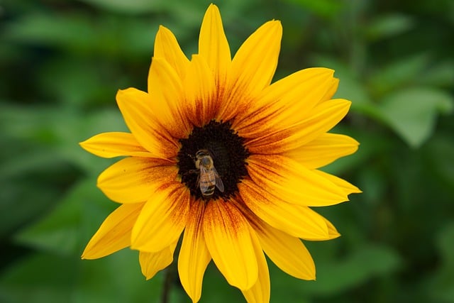 Free download sunflower petals blossom bloom bee free picture to be edited with GIMP free online image editor