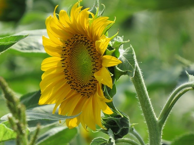 Libreng download Sunflower Plant - libreng larawan o larawan na ie-edit gamit ang GIMP online na editor ng imahe