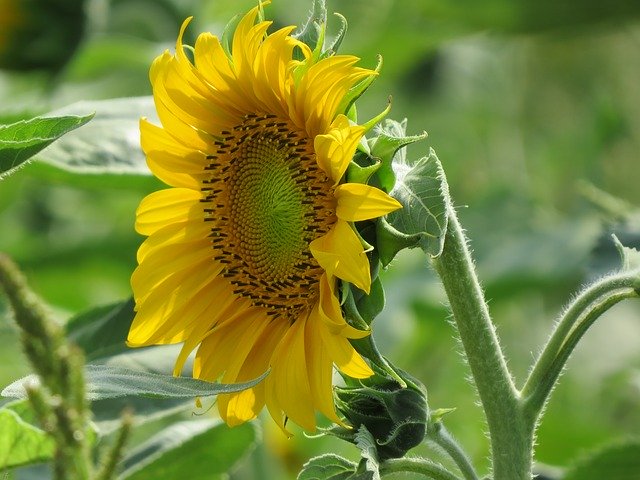 Téléchargement gratuit de la plante de tournesol - photo ou image gratuite à éditer avec l'éditeur d'images en ligne GIMP