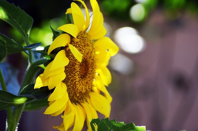Free download Sunflower Plant Garden -  free photo or picture to be edited with GIMP online image editor