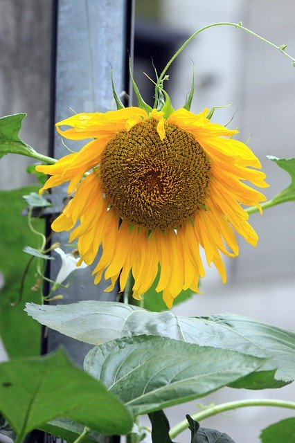 Free download Sunflower Plants Flowers -  free photo or picture to be edited with GIMP online image editor