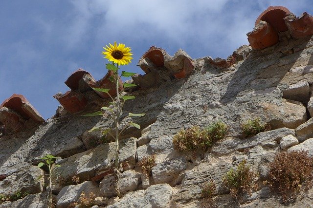 Free download Sunflower Plant Wall -  free photo or picture to be edited with GIMP online image editor