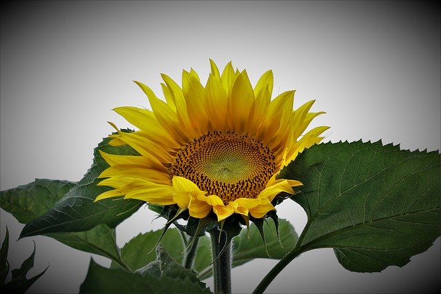 Muat turun percuma Sunflower Plant Yellow - foto atau gambar percuma untuk diedit dengan editor imej dalam talian GIMP