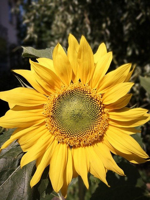 Bezpłatne pobieranie Sunflower Pure Yellow - bezpłatne zdjęcie lub obraz do edycji za pomocą internetowego edytora obrazów GIMP