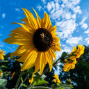Sunflowers and bees  screen for extension Chrome web store in OffiDocs Chromium