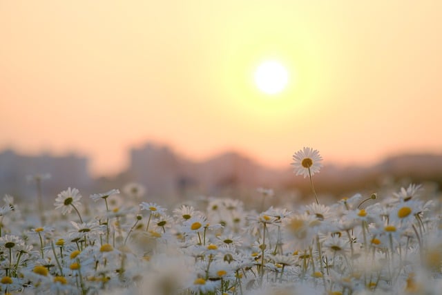 Download grátis de flores do sol, margarida, flor, imagem gratuita para ser editada com o editor de imagens on-line gratuito do GIMP