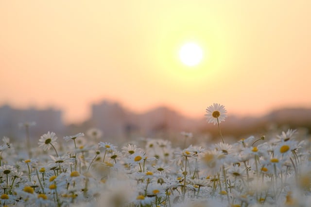 Free download sun flowers daisy bloom flora free picture to be edited with GIMP free online image editor