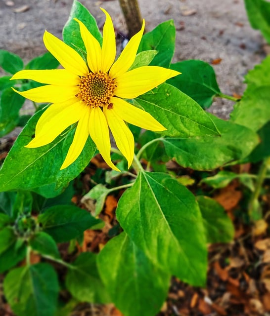 Free download sunflower seeds blossoms botany free picture to be edited with GIMP free online image editor