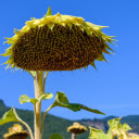 Sunflower sepals  screen for extension Chrome web store in OffiDocs Chromium