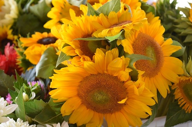 Download gratuito Girasoli FarmerS Market Flowers - foto o immagine gratuita da modificare con l'editor di immagini online di GIMP