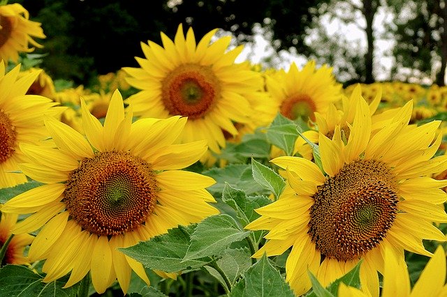 Free download Sunflowers Field Agriculture -  free photo or picture to be edited with GIMP online image editor