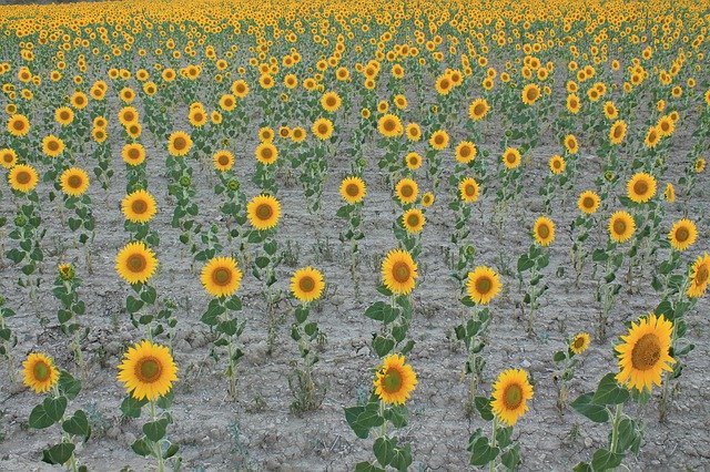 Free download Sunflowers Field Cultivation -  free photo or picture to be edited with GIMP online image editor