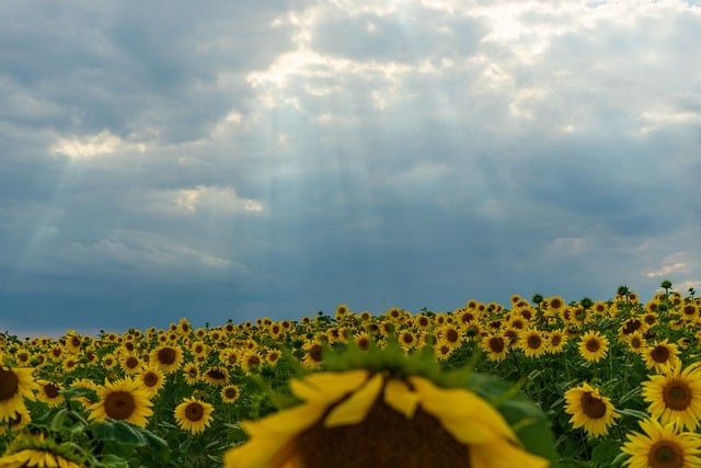 Free download sunflowers field sky clouds nature free picture to be edited with GIMP free online image editor