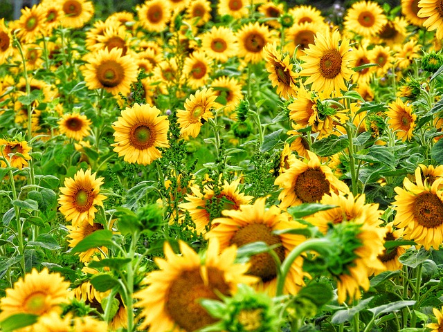 Baixe gratuitamente a imagem gratuita do campo de flores de girassóis para ser editada com o editor de imagens on-line gratuito do GIMP