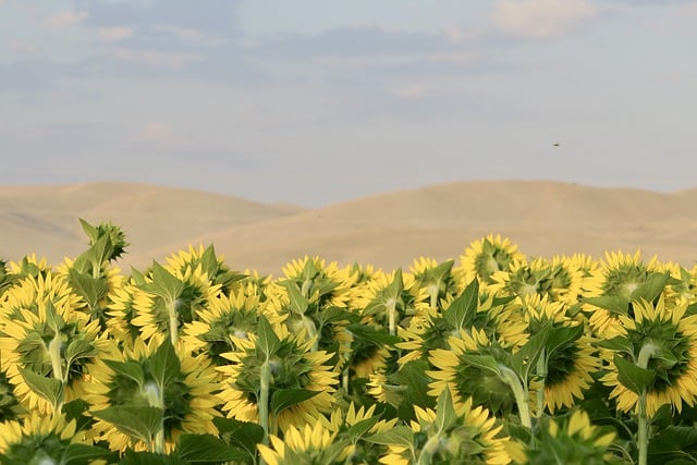 دانلود رایگان عکس مزرعه گلهای آفتابگردان و گیاهان با ویرایشگر تصویر آنلاین رایگان GIMP