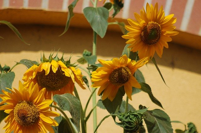 قم بتنزيل Sunflowers Flowers Summer - صورة مجانية أو صورة ليتم تحريرها باستخدام محرر الصور عبر الإنترنت GIMP