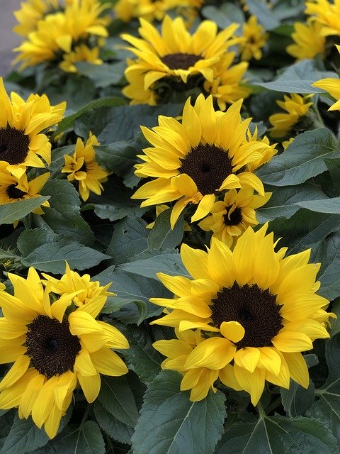 Téléchargement gratuit de tournesols fleurs jaunes - photo ou image gratuite à éditer avec l'éditeur d'images en ligne GIMP