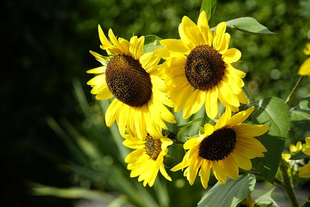 Free download sunflowers helianthus yellow bloom free picture to be edited with GIMP free online image editor