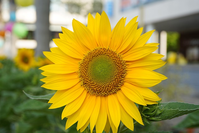 Free download sunflowers ho chi minh city free picture to be edited with GIMP free online image editor