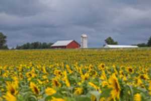 Free download Sunflowers free photo or picture to be edited with GIMP online image editor
