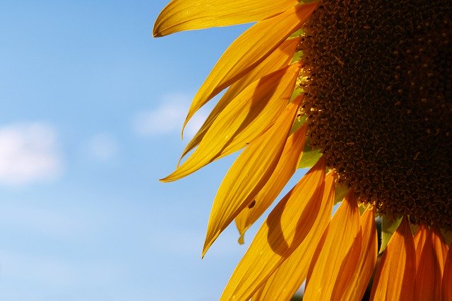 Descărcare gratuită Floarea soarelui Sky Flower - fotografie sau imagine gratuită pentru a fi editată cu editorul de imagini online GIMP