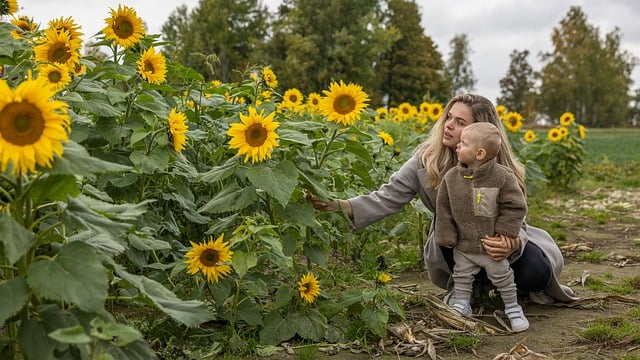Free download sunflowers mother boy parent free picture to be edited with GIMP free online image editor