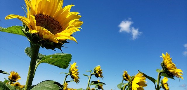 تحميل مجاني Sunflowers Nature Mother - صورة مجانية أو صورة مجانية ليتم تحريرها باستخدام محرر الصور عبر الإنترنت GIMP