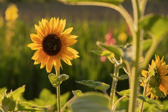 Free download sunflowers nature sunflower field free picture to be edited with GIMP free online image editor