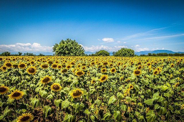 Free download Sunflowers Sky Clouds -  free photo or picture to be edited with GIMP online image editor