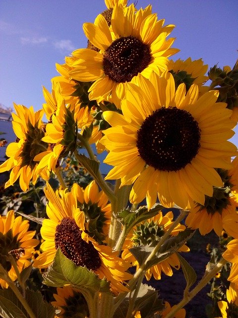 Kostenloser Download Sonnenblumen Sonnenblumenkapitel - kostenloses Foto oder Bild zur Bearbeitung mit GIMP Online-Bildbearbeitung