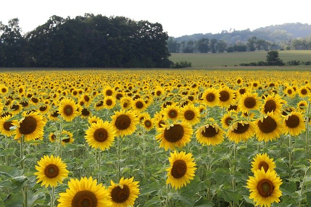 تنزيل Sunflowers Sunflower Field Yellow - صورة مجانية أو صورة مجانية ليتم تحريرها باستخدام محرر الصور عبر الإنترنت GIMP