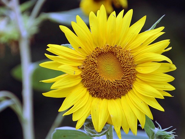 Free picture Sunflowers Sun Flower Yellow -  to be edited by GIMP free image editor by OffiDocs