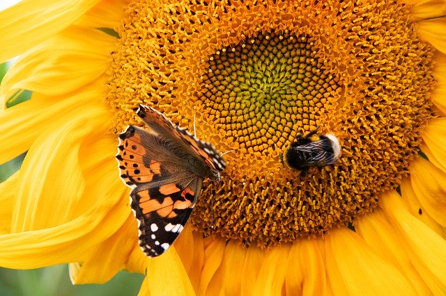 Muat turun percuma Sunflower Summer Butterfly - foto atau gambar percuma untuk diedit dengan editor imej dalam talian GIMP