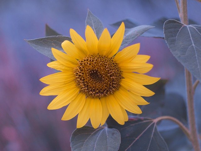 Free download Sunflower Summer Flower -  free photo or picture to be edited with GIMP online image editor