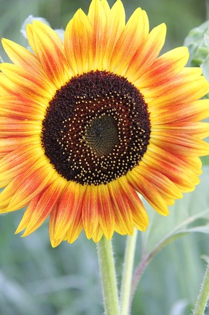 Free download Sunflower Summer Garden -  free photo or picture to be edited with GIMP online image editor