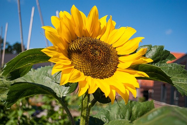 قم بتنزيل Sunflower Summer Plant - صورة مجانية أو صورة مجانية ليتم تحريرها باستخدام محرر الصور عبر الإنترنت GIMP