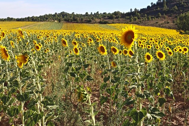 Free download Sunflower Sun -  free photo or picture to be edited with GIMP online image editor