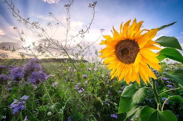 Ücretsiz indir Ayçiçeği Güneş Işını Tarlası - GIMP çevrimiçi resim düzenleyiciyle düzenlenecek ücretsiz fotoğraf veya resim