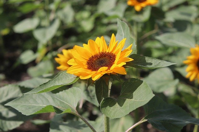 Descărcare gratuită Sunflower Sun Flower Garden - fotografie sau imagini gratuite pentru a fi editate cu editorul de imagini online GIMP