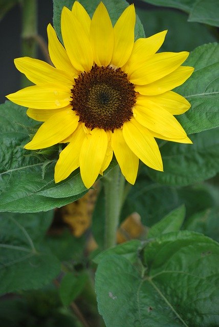 Free download Sunflower Sunny Nature -  free photo or picture to be edited with GIMP online image editor